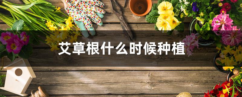 艾草根什么时候种植 艾草根什么时候种植