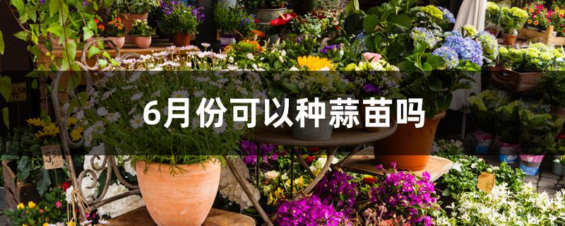 6月份可以种蒜苗吗 6月份可以种蒜苗吗