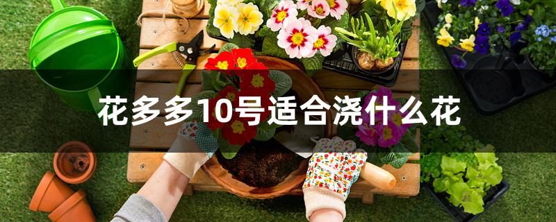 花多多10号适合浇什么花 花多多10号适合浇什么花