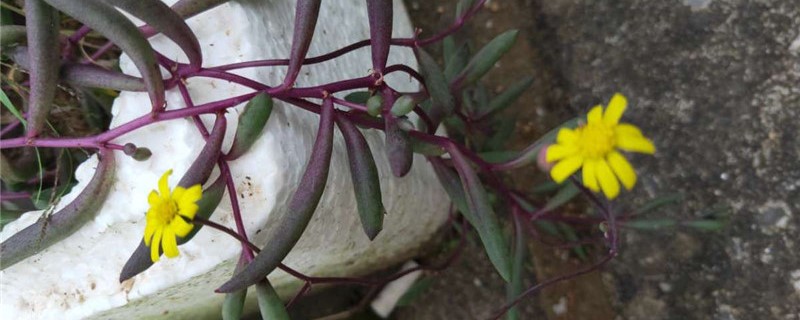 紫玄月夏天要怎么浇水 紫玄月夏天要怎么浇水