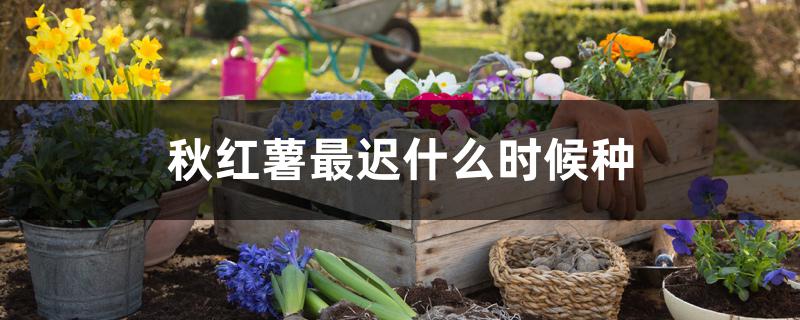 秋红薯最迟什么时候种 秋红薯最迟什么时候种