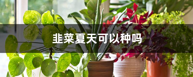 韭菜夏天可以种吗 韭菜夏天可以种吗