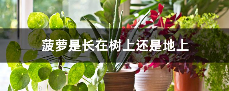 菠萝是长在树上还是地上 菠萝是长在树上还是地上