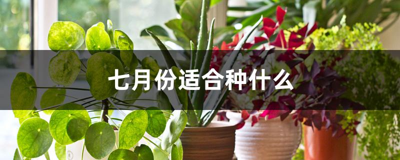 七月份适合种什么 七月份适合种什么