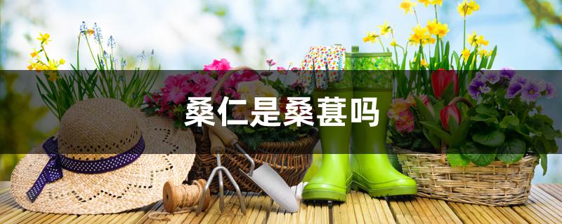 桑仁是桑葚吗 桑仁是桑葚吗