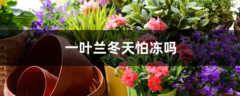 一叶兰冬天怕冻吗 一叶兰冬天怕冻吗