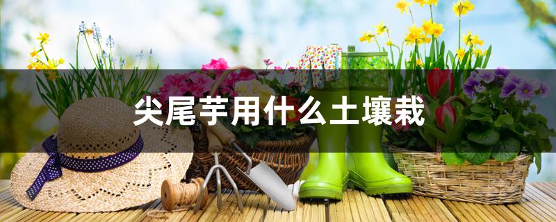 尖尾芋用什么土壤栽 尖尾芋用什么土壤栽