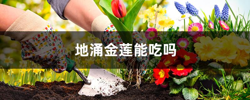 地涌金莲能吃吗 地涌金莲能吃吗