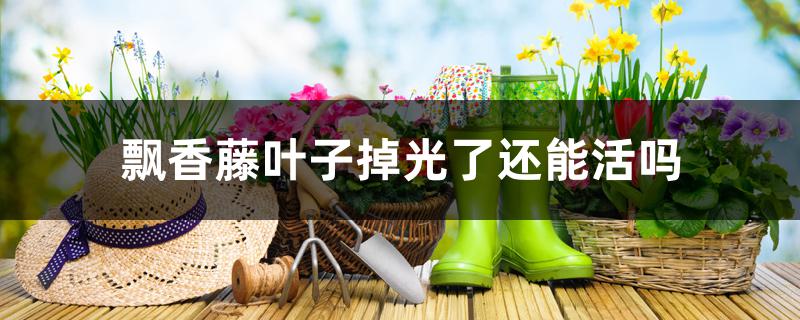 飘香藤叶子掉光了还能活吗 飘香藤叶子掉光了还能活吗