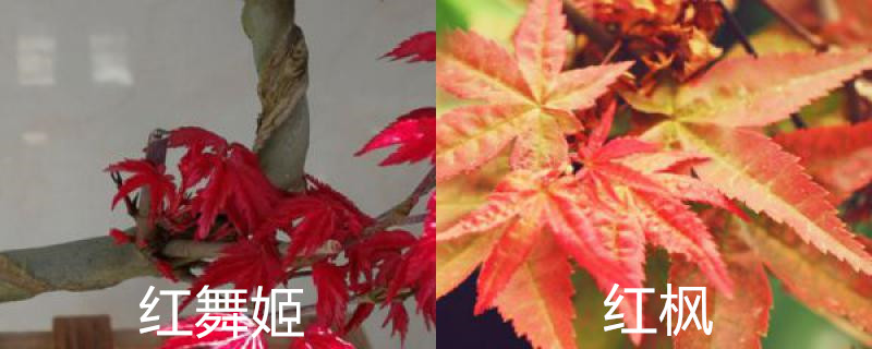 红舞姬和红枫的区别 红舞姬和红枫的区别