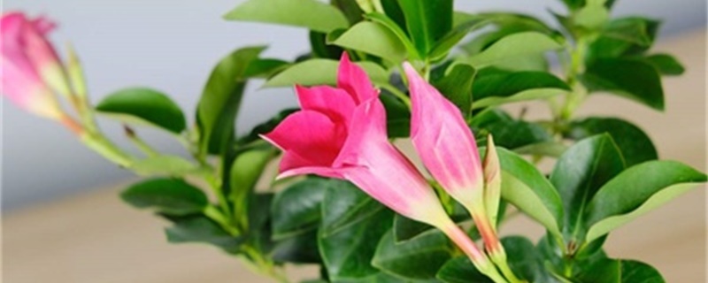 红蝉花怎样施肥,开花和花期怎么施肥 红蝉花怎样施肥,开花和花期怎么施肥