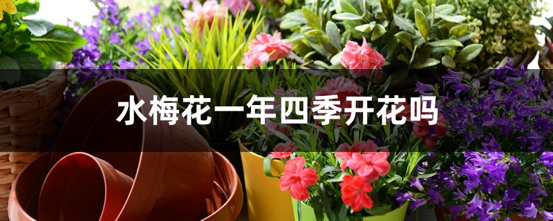 水梅花一年四季开花吗 水梅花一年四季开花吗