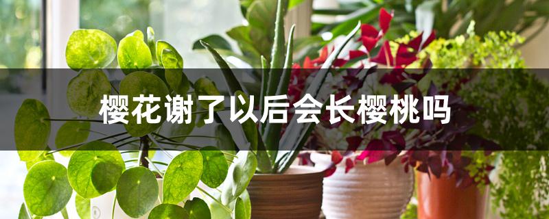 樱花谢了以后会长樱桃吗 樱花谢了以后会长樱桃吗