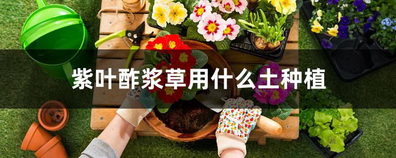 紫叶酢浆草用什么土种植 紫叶酢浆草用什么土种植