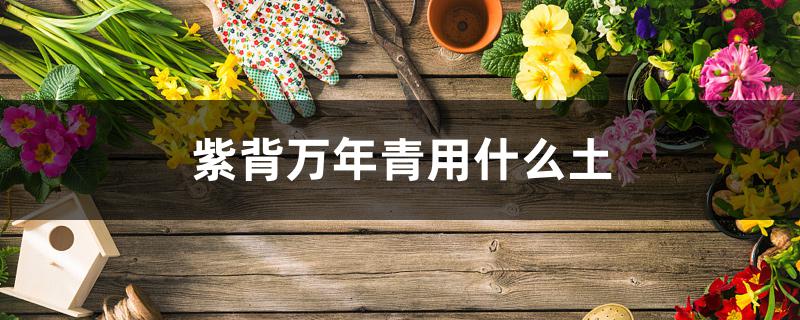 紫背万年青用什么土 紫背万年青用什么土