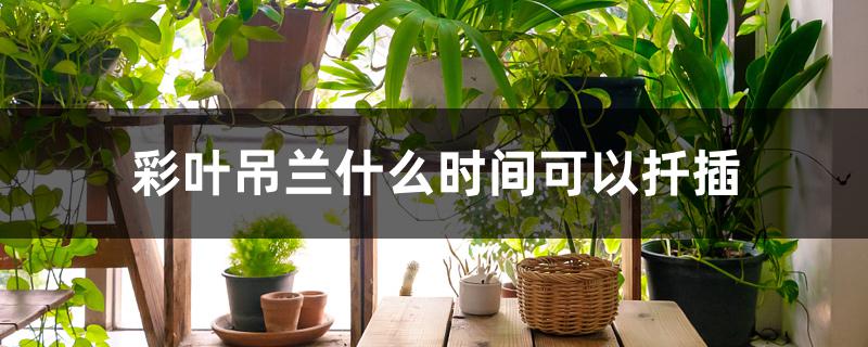 彩叶吊兰什么时间可以扦插 彩叶吊兰什么时间可以扦插