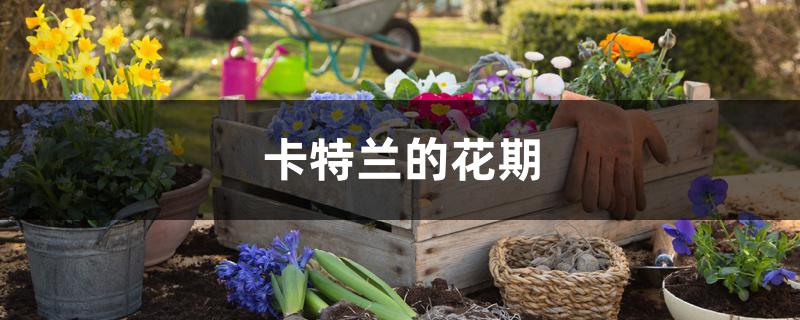 卡特兰的花期 卡特兰的花期