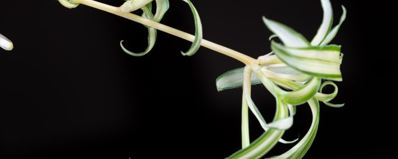 吊兰老桩怎么养 吊兰老桩怎么养