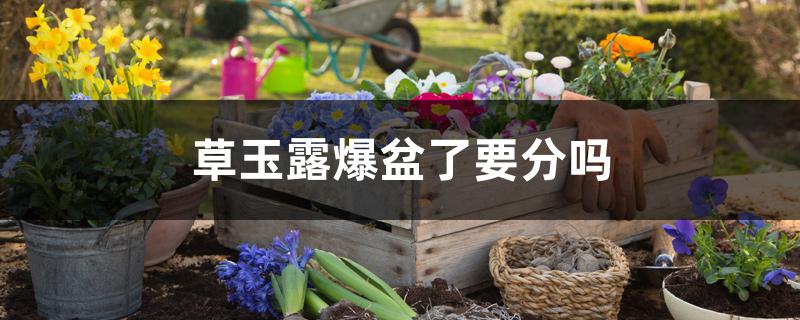 草玉露爆盆了要分吗 草玉露爆盆了要分吗