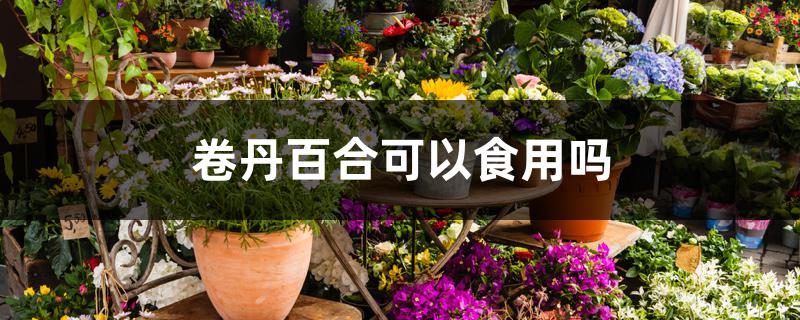 卷丹百合可以食用吗 卷丹百合可以食用吗