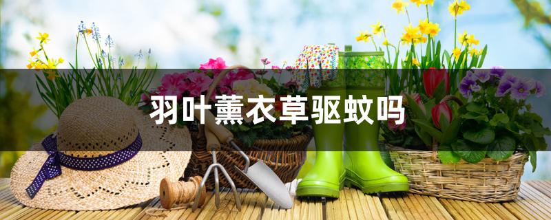 羽叶薰衣草驱蚊吗 羽叶薰衣草驱蚊吗