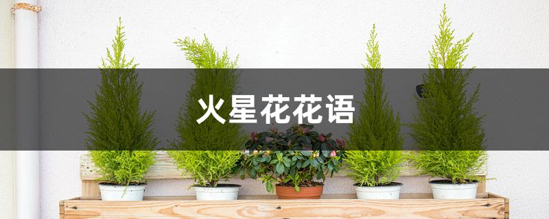 火星花花语 火星花花语