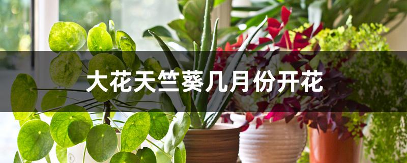 大花天竺葵几月份开花 大花天竺葵几月份开花
