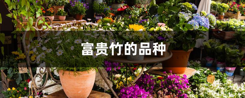 富贵竹的品种 富贵竹的品种