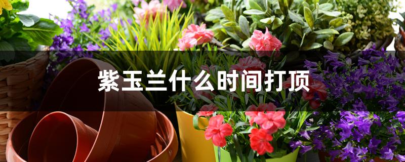 紫玉兰什么时间打顶 紫玉兰什么时间打顶