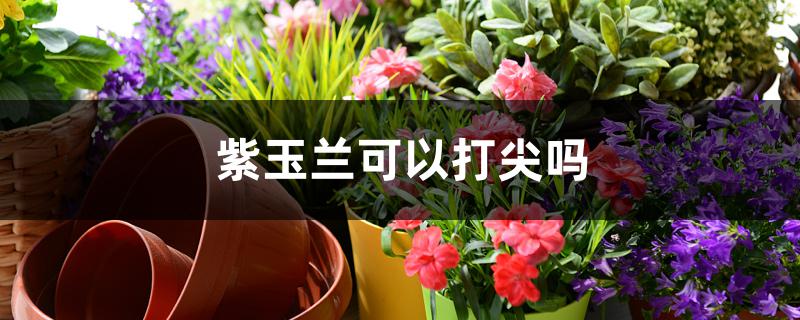 紫玉兰可以打尖吗 紫玉兰可以打尖吗