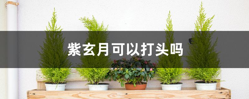 紫玄月可以打头吗 紫玄月可以打头吗