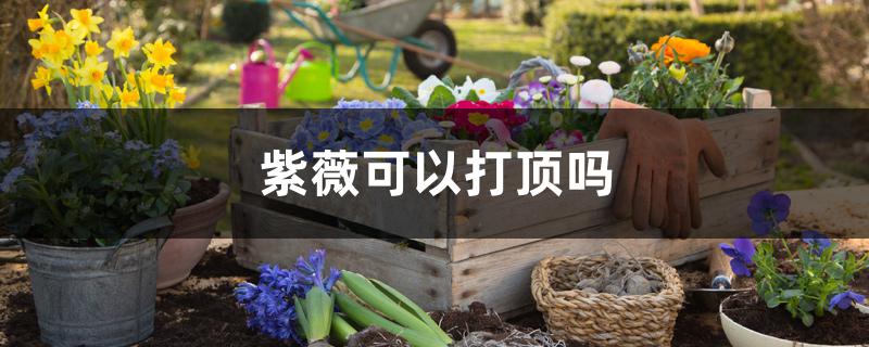 紫薇可以打顶吗 紫薇可以打顶吗