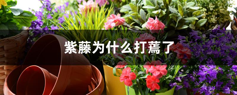 紫藤为什么打蔫了 紫藤为什么打蔫了