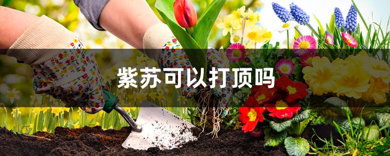 紫苏可以打顶吗 紫苏可以打顶吗