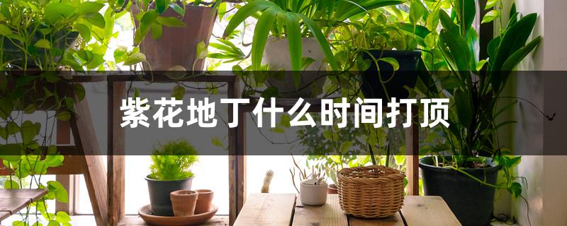 紫花地丁什么时间打顶 紫花地丁什么时间打顶