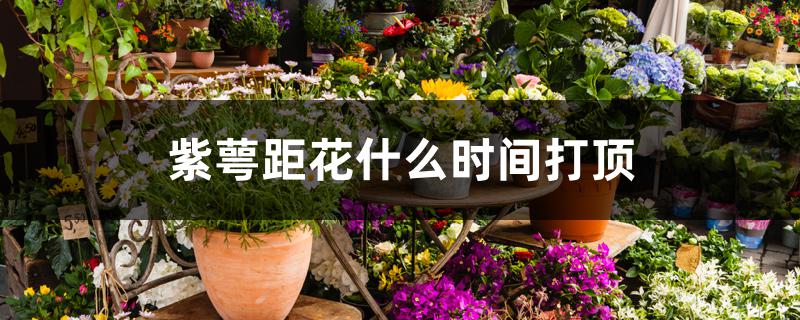 紫萼距花什么时间打顶 紫萼距花什么时间打顶