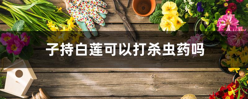 子持白莲可以打杀虫药吗 子持白莲可以打杀虫药吗