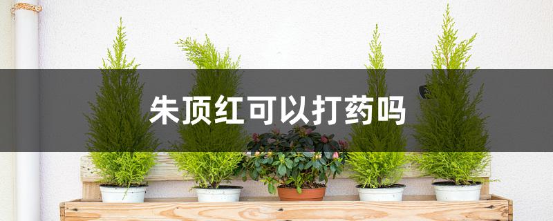 朱顶红可以打药吗 朱顶红可以打药吗