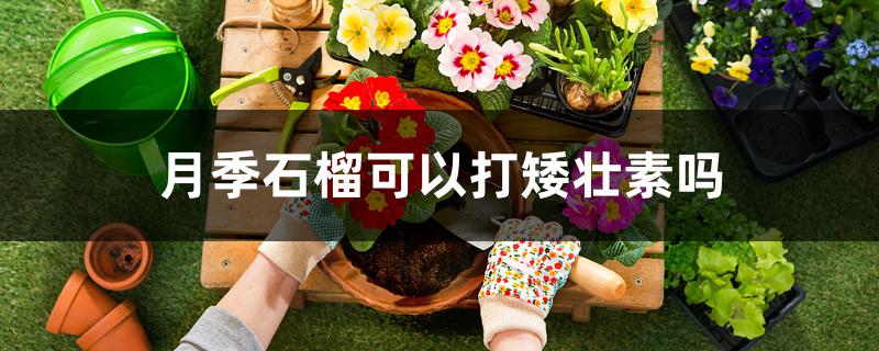 月季石榴可以打矮壮素吗 月季石榴可以打矮壮素吗