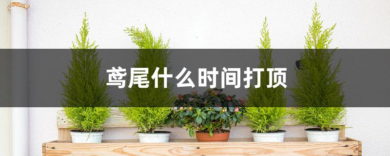 鸢尾什么时间打顶 鸢尾什么时间打顶