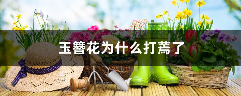 玉簪花为什么打蔫了 玉簪花为什么打蔫了
