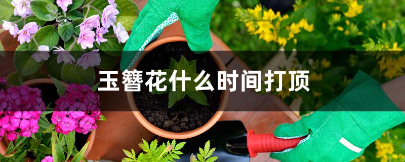 玉簪花什么时间打顶 玉簪花什么时间打顶