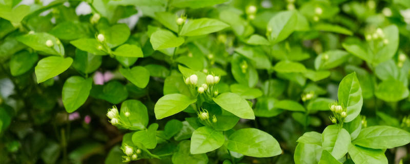 茉莉鲜切花醒花方法 茉莉鲜切花醒花方法