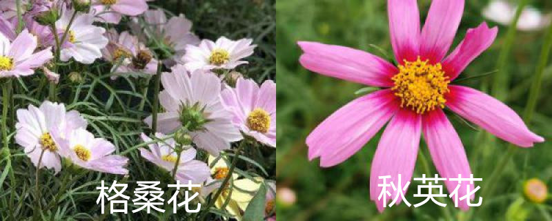 格桑花和秋英花的区别 格桑花和秋英花的区别