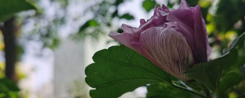 木槿花语 木槿花语