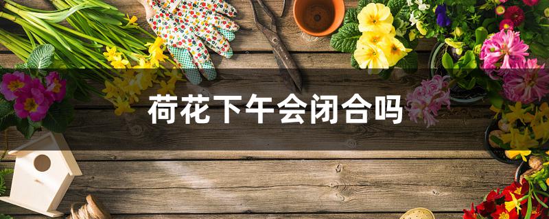 荷花下午会闭合吗 荷花下午会闭合吗