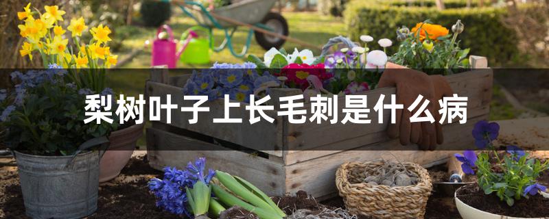 梨树叶子上长毛刺是什么病 梨树叶子上长毛刺是什么病