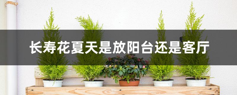 长寿花夏天是放阳台还是客厅 长寿花夏天是放阳台还是客厅