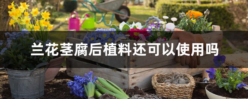 兰花茎腐后植料还可以使用吗 兰花茎腐后植料还可以使用吗