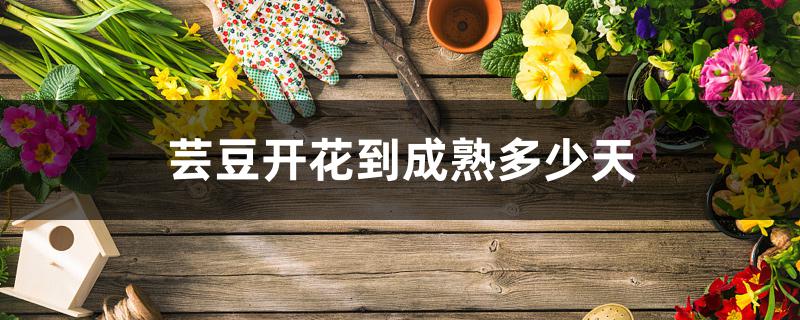 芸豆开花到成熟多少天 芸豆开花到成熟多少天